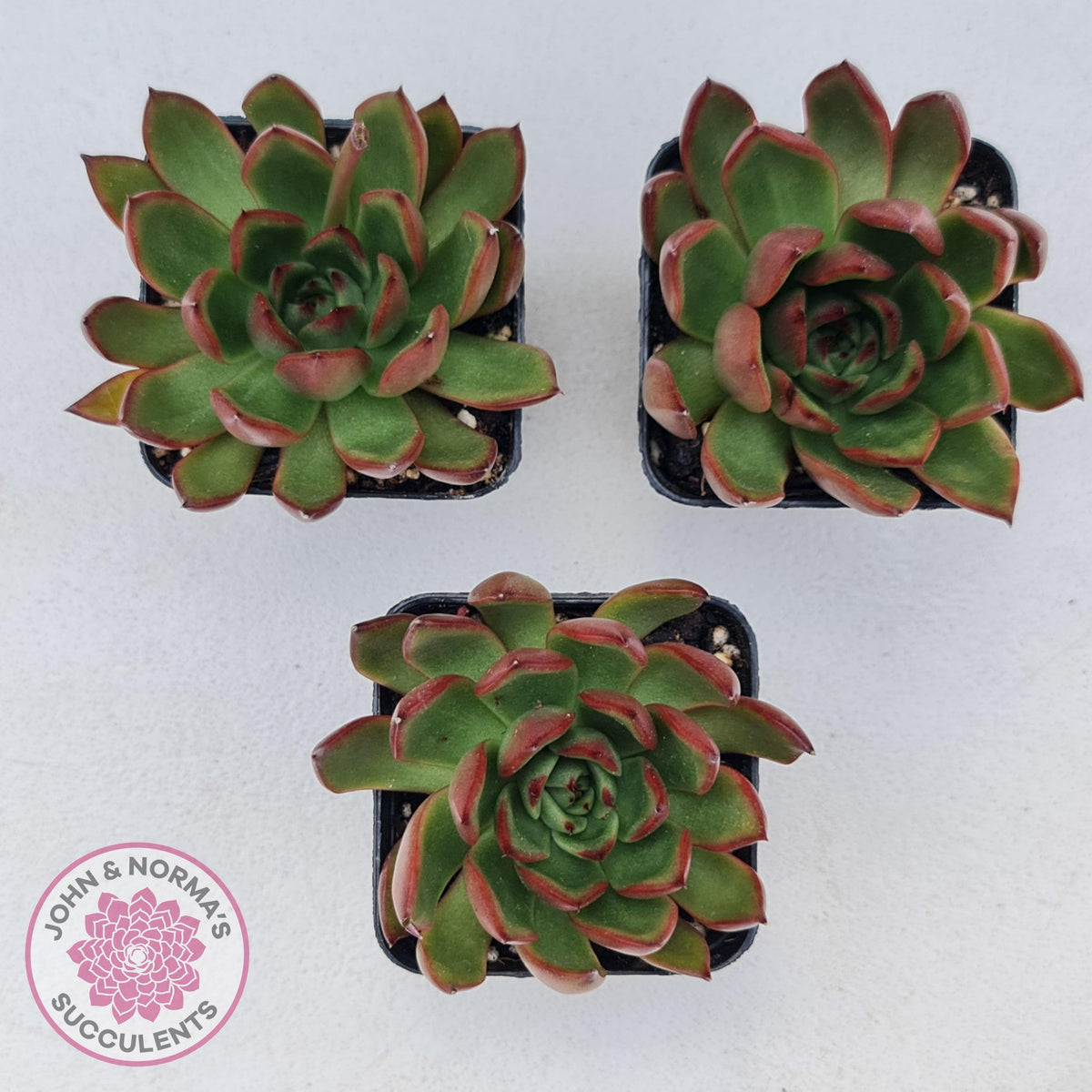 Echeveria Benimusume