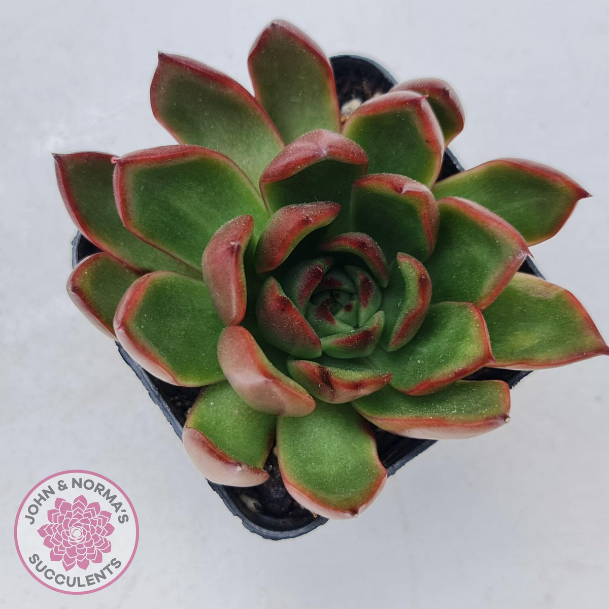 Echeveria Benimusume