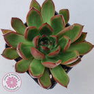 Echeveria Benimusume