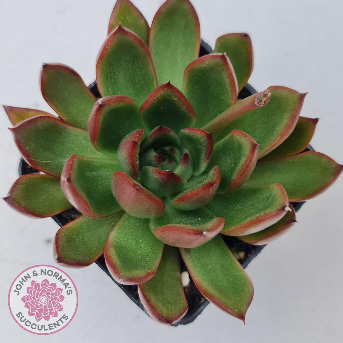 Echeveria Benimusume