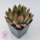 Echeveria Benimusume