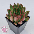 Echeveria Benimusume