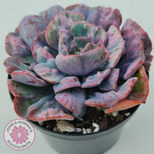 Load image into Gallery viewer, Echeveria Beyonce Rainbow Variegated - John &amp; Norma&#39;s Succulents
