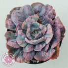 Echeveria Beyonce Rainbow Variegated (Lg)