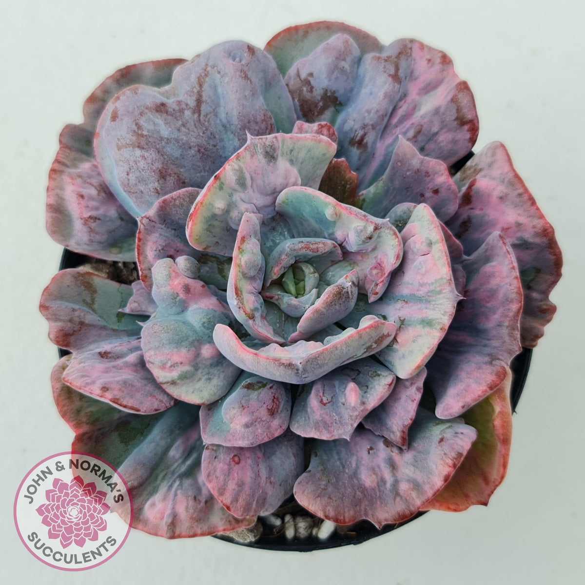 Echeveria Beyonce Rainbow Variegated (Lg)