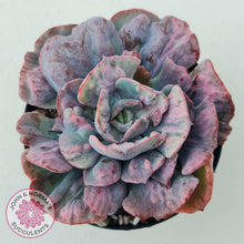 Load image into Gallery viewer, Echeveria Beyonce Rainbow Variegated - John &amp; Norma&#39;s Succulents
