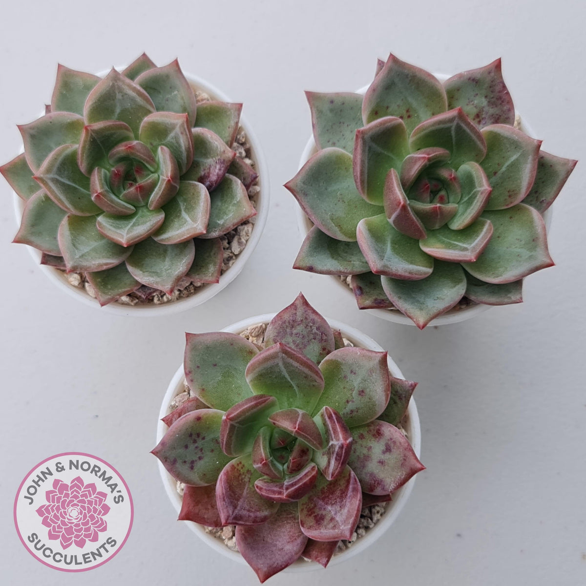 Echeveria 'Bloody Champagne'