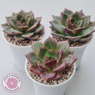Echeveria 'Bloody Champagne'