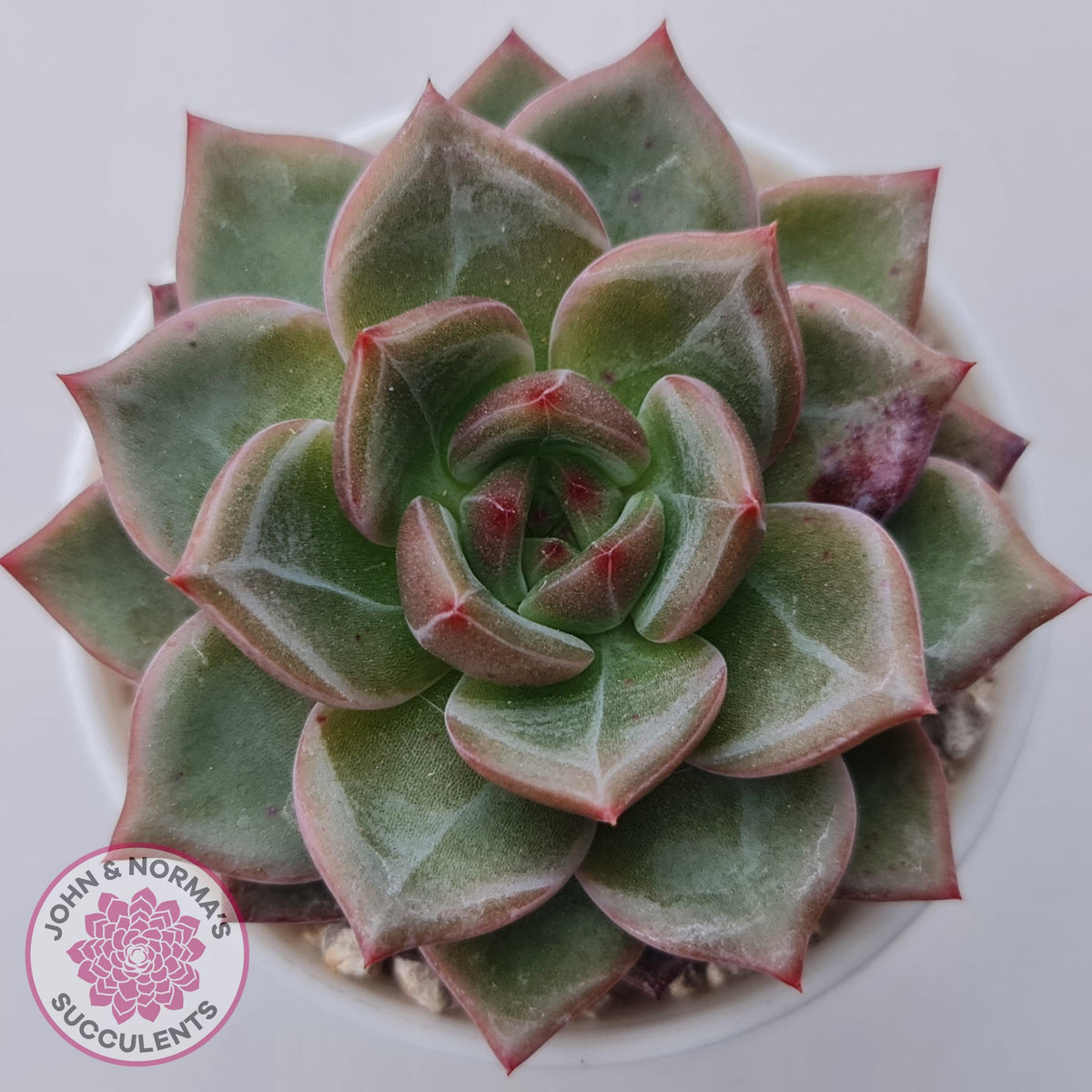 Echeveria 'Bloody Champagne'