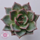 Echeveria 'Bloody Champagne'