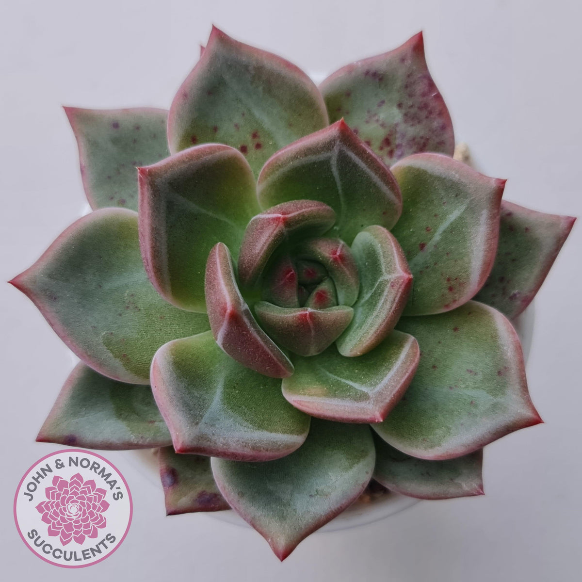 Echeveria 'Bloody Champagne'