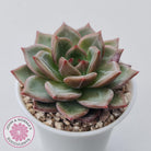 Echeveria 'Bloody Champagne'