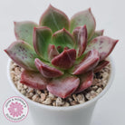 Echeveria 'Bloody Champagne'