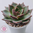 Echeveria 'Bloody Champagne'