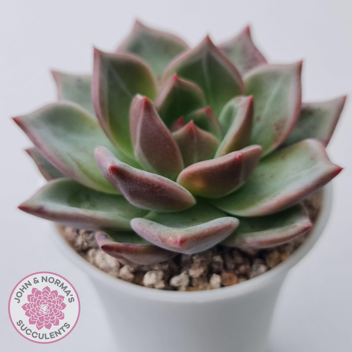 Echeveria 'Bloody Champagne'