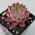 Echeveria 'Bloody Conch'