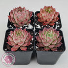 Echeveria 'Bloody Conch'