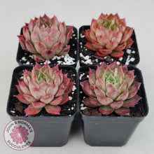 Load image into Gallery viewer, Echeveria &#39;Bloody Conch&#39; - John &amp; Norma&#39;s Succulents
