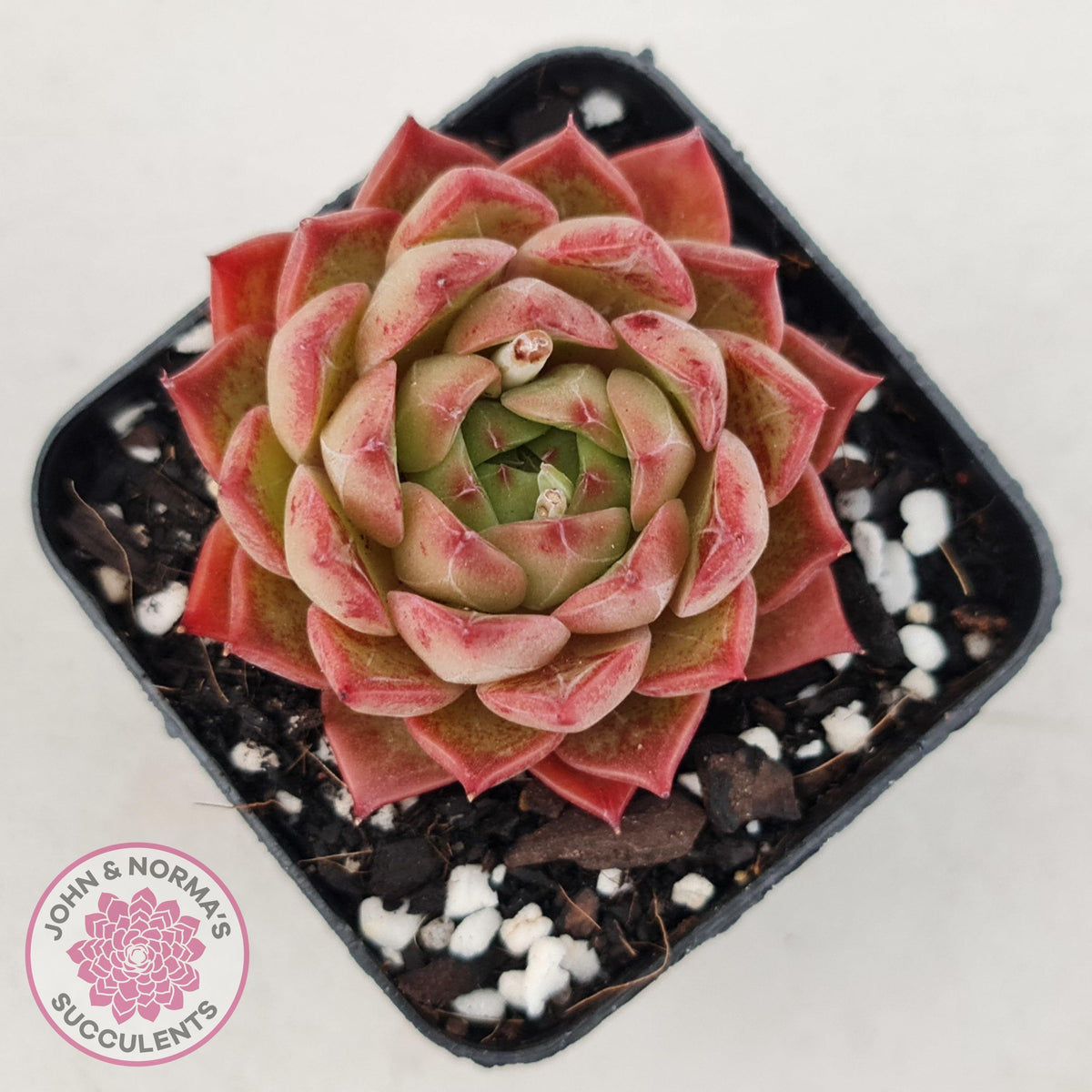 Echeveria 'Bloody Conch'