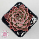 Echeveria 'Bloody Conch'