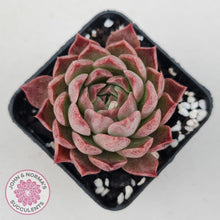 Load image into Gallery viewer, Echeveria &#39;Bloody Conch&#39; - John &amp; Norma&#39;s Succulents
