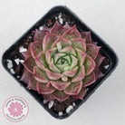 Echeveria 'Bloody Conch'