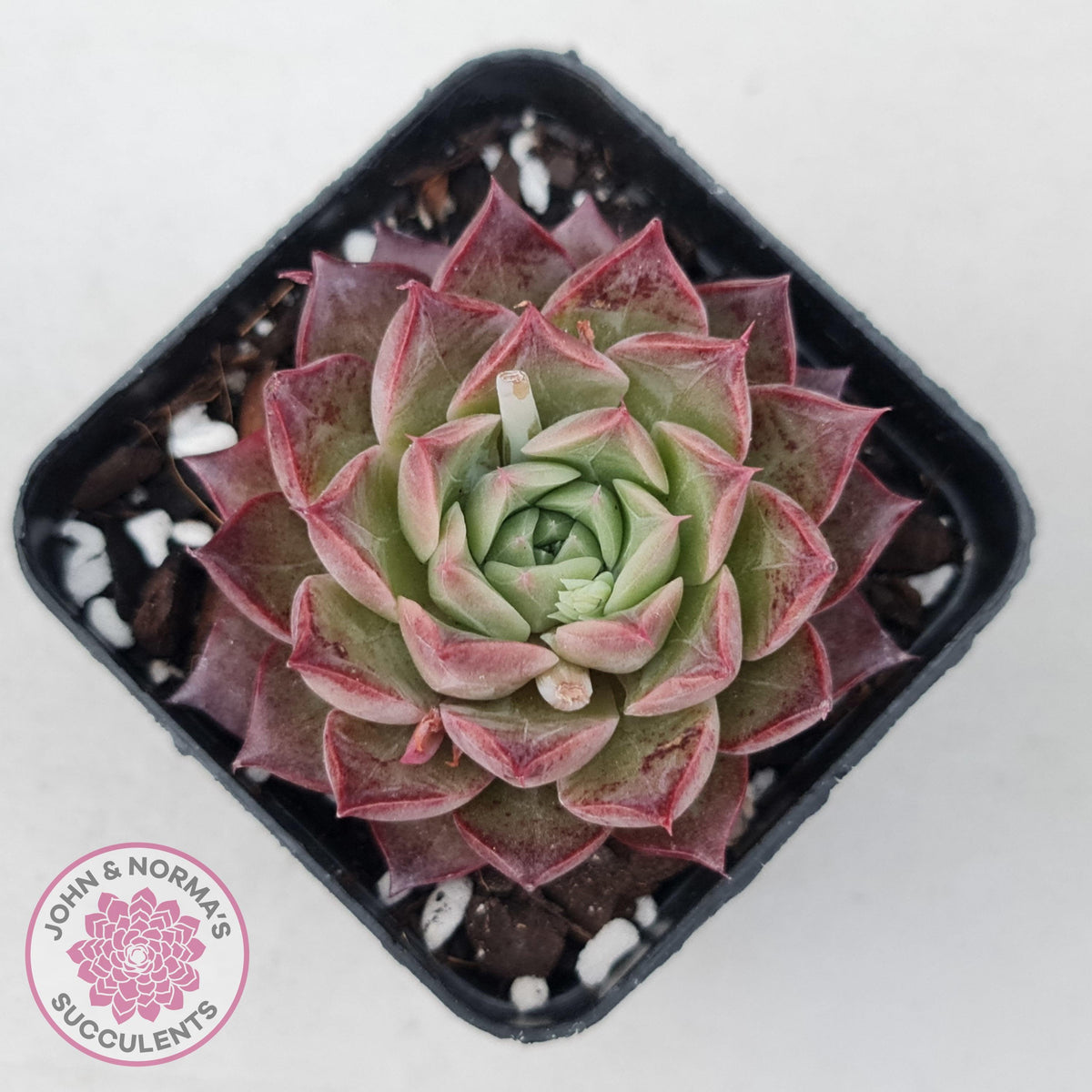 Echeveria 'Bloody Conch'