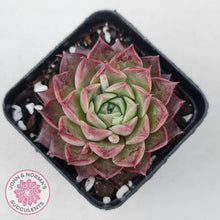 Load image into Gallery viewer, Echeveria &#39;Bloody Conch&#39; - John &amp; Norma&#39;s Succulents
