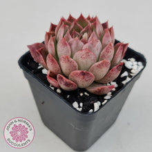 Load image into Gallery viewer, Echeveria &#39;Bloody Conch&#39; - John &amp; Norma&#39;s Succulents
