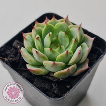 Load image into Gallery viewer, Echeveria &#39;Blue Dolphin&#39; - John &amp; Norma&#39;s Succulents Australia
