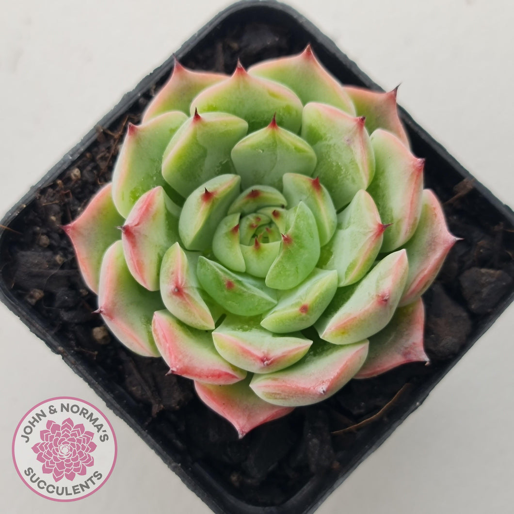 Echeveria 'Blue Dolphin' - John & Norma's Succulents Australia