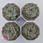 Echeveria Blue Enchantress