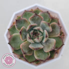 Echeveria Blue Enchantress