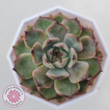 Load image into Gallery viewer, Echeveria Blue Enchantress - John &amp; Norma&#39;s Succulents Australia
