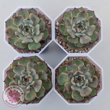 Load image into Gallery viewer, Echeveria Blue Enchantress - John &amp; Norma&#39;s Succulents Australia
