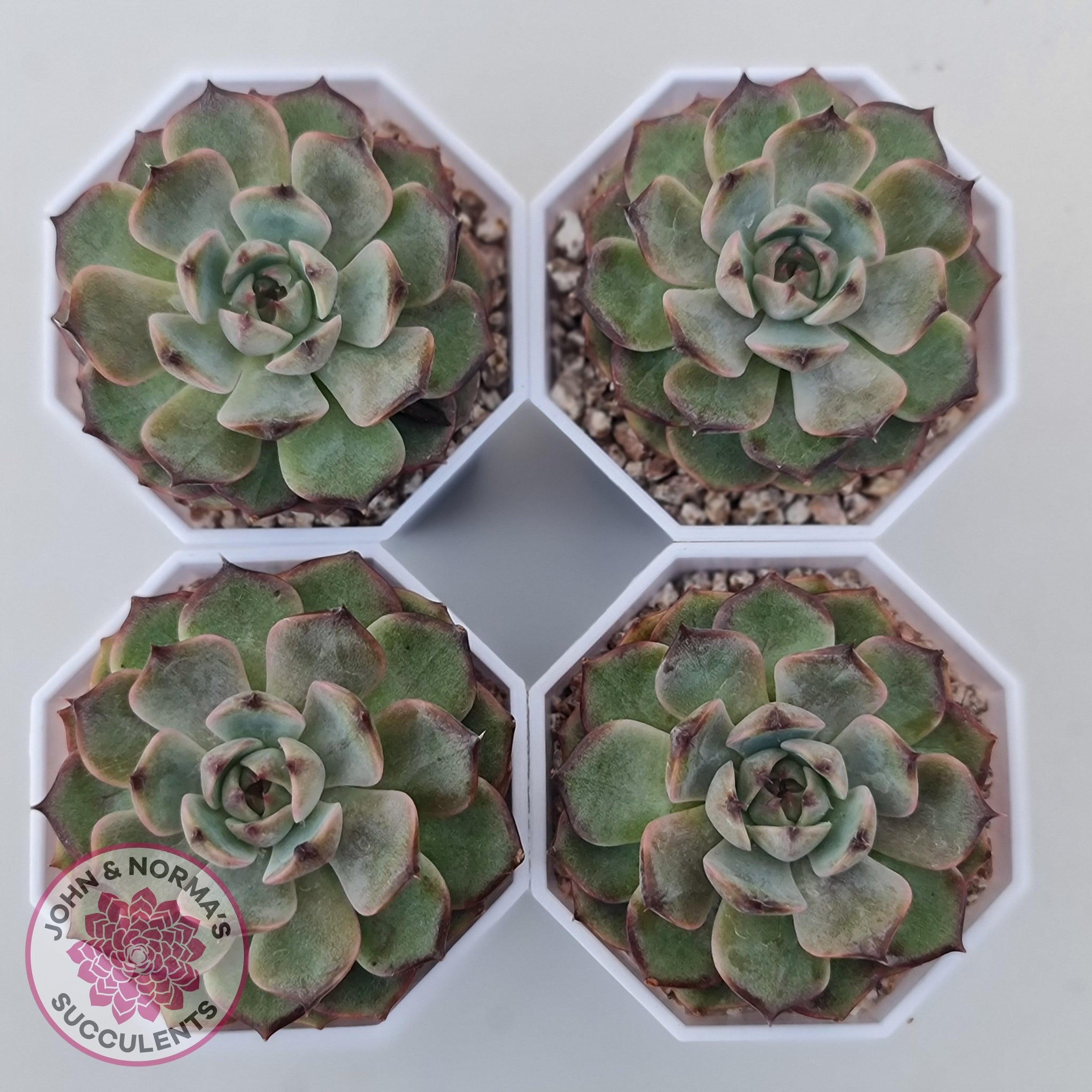Buy Echeveria Blue Enchantress Australia | Quality Succulent Plant