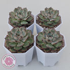 Echeveria Blue Enchantress