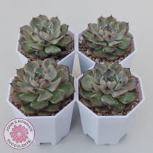 Load image into Gallery viewer, Echeveria Blue Enchantress - John &amp; Norma&#39;s Succulents Australia
