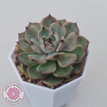 Load image into Gallery viewer, Echeveria Blue Enchantress - John &amp; Norma&#39;s Succulents Australia
