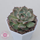 Echeveria Blue Enchantress
