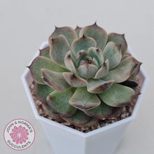 Load image into Gallery viewer, Echeveria Blue Enchantress - John &amp; Norma&#39;s Succulents Australia
