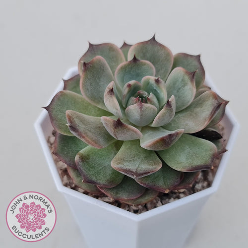 Echeveria Blue Enchantress - John & Norma's Succulents Australia