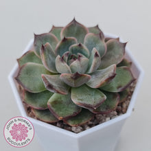 Load image into Gallery viewer, Echeveria Blue Enchantress - John &amp; Norma&#39;s Succulents Australia
