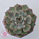 Echeveria Blue Enchantress