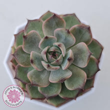 Load image into Gallery viewer, Echeveria Blue Enchantress - John &amp; Norma&#39;s Succulents Australia
