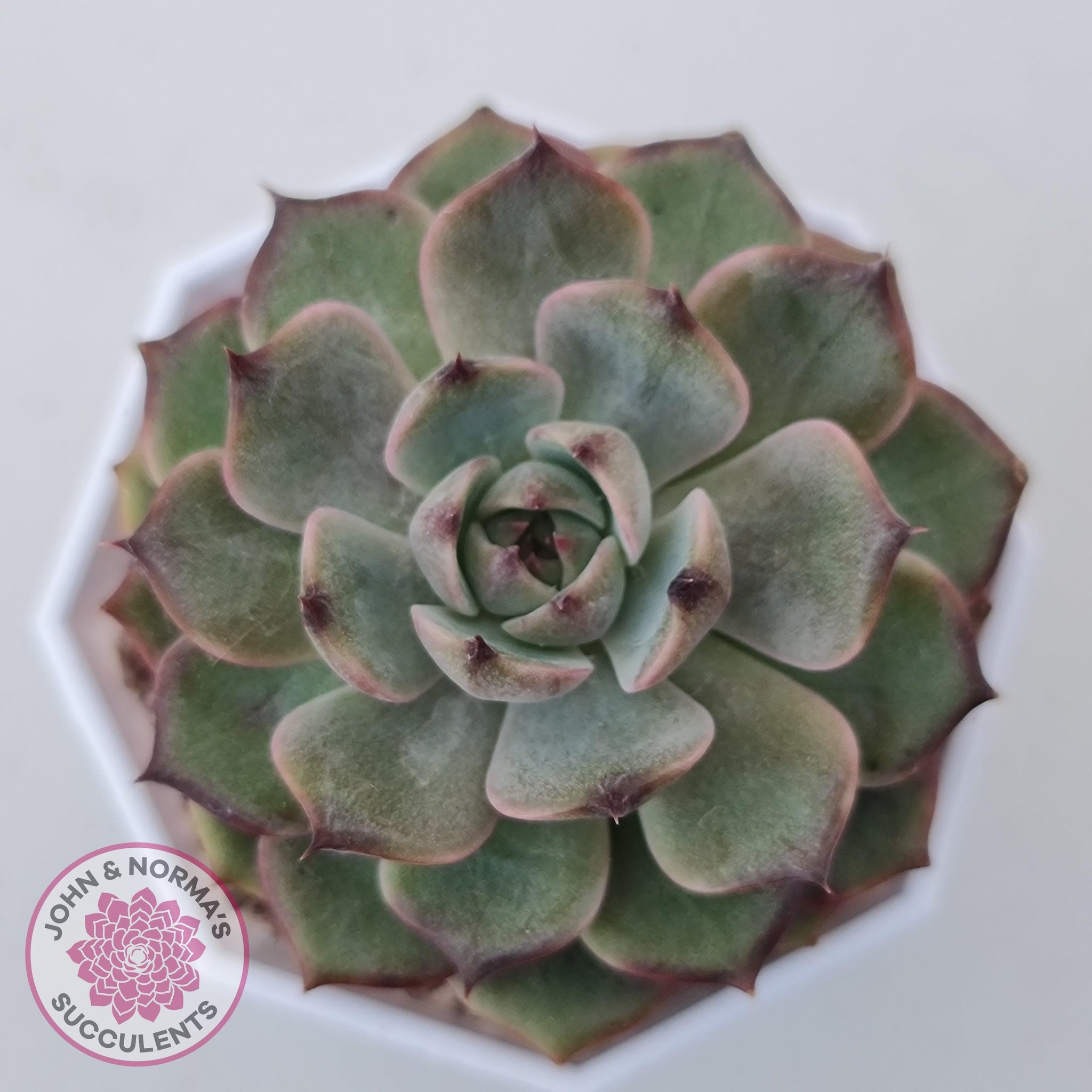Buy Echeveria Blue Enchantress Australia | Quality Succulent Plant