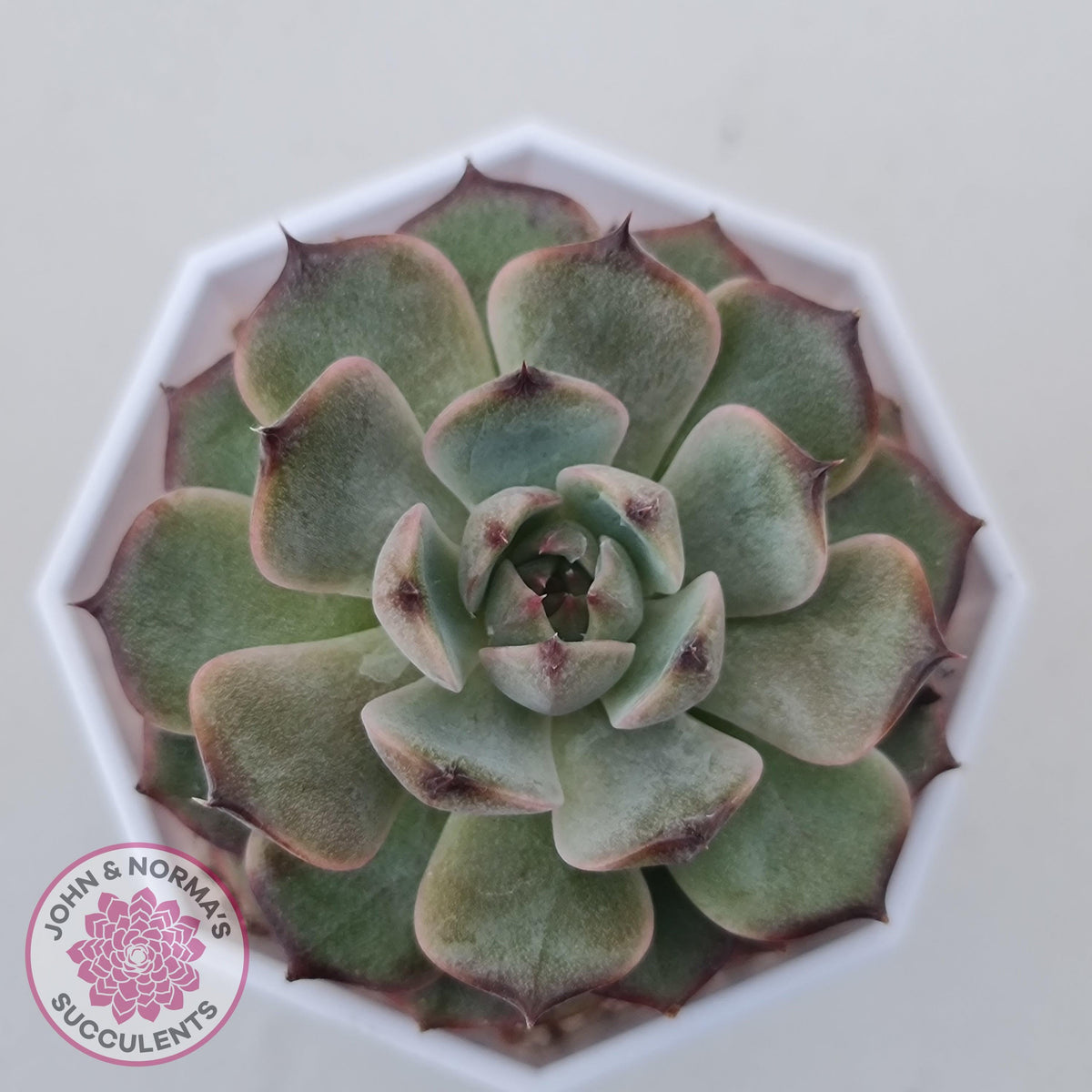 Echeveria Blue Enchantress