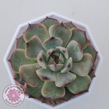 Load image into Gallery viewer, Echeveria Blue Enchantress - John &amp; Norma&#39;s Succulents Australia
