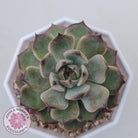 Echeveria Blue Enchantress