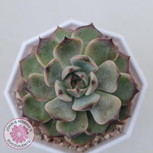 Load image into Gallery viewer, Echeveria Blue Enchantress - John &amp; Norma&#39;s Succulents Australia
